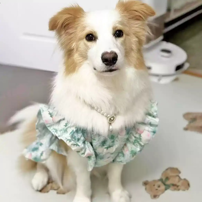 Pakaian Hewan Peliharaan Musim - Summer Dog Clothing ulasan dan harga