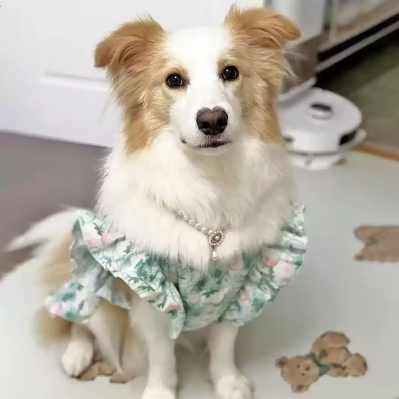 Pakaian Hewan Peliharaan Musim - Summer Dog Clothing ulasan dan harga