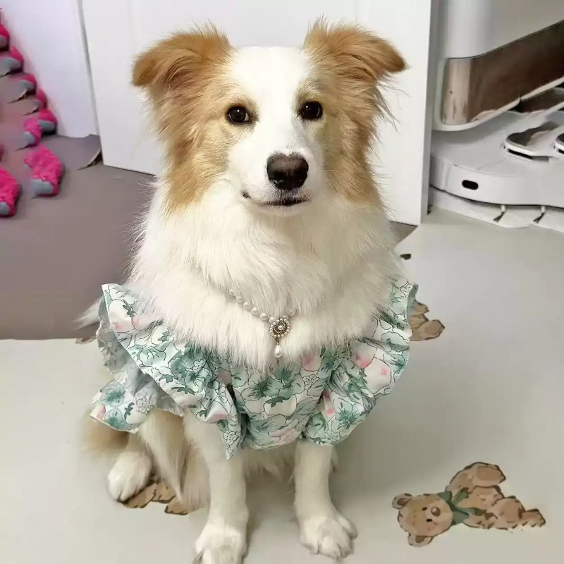 Pakaian Hewan Peliharaan Musim - Summer Dog Clothing ulasan dan harga