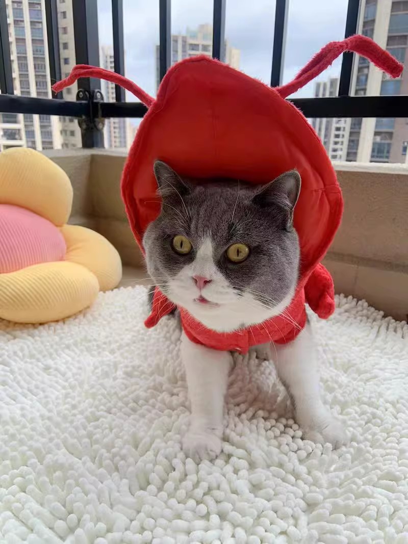 Pakaian Lobster untuk Anjing K - Summer Dog Clothing ulasan dan harga